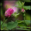 prickly wild rose